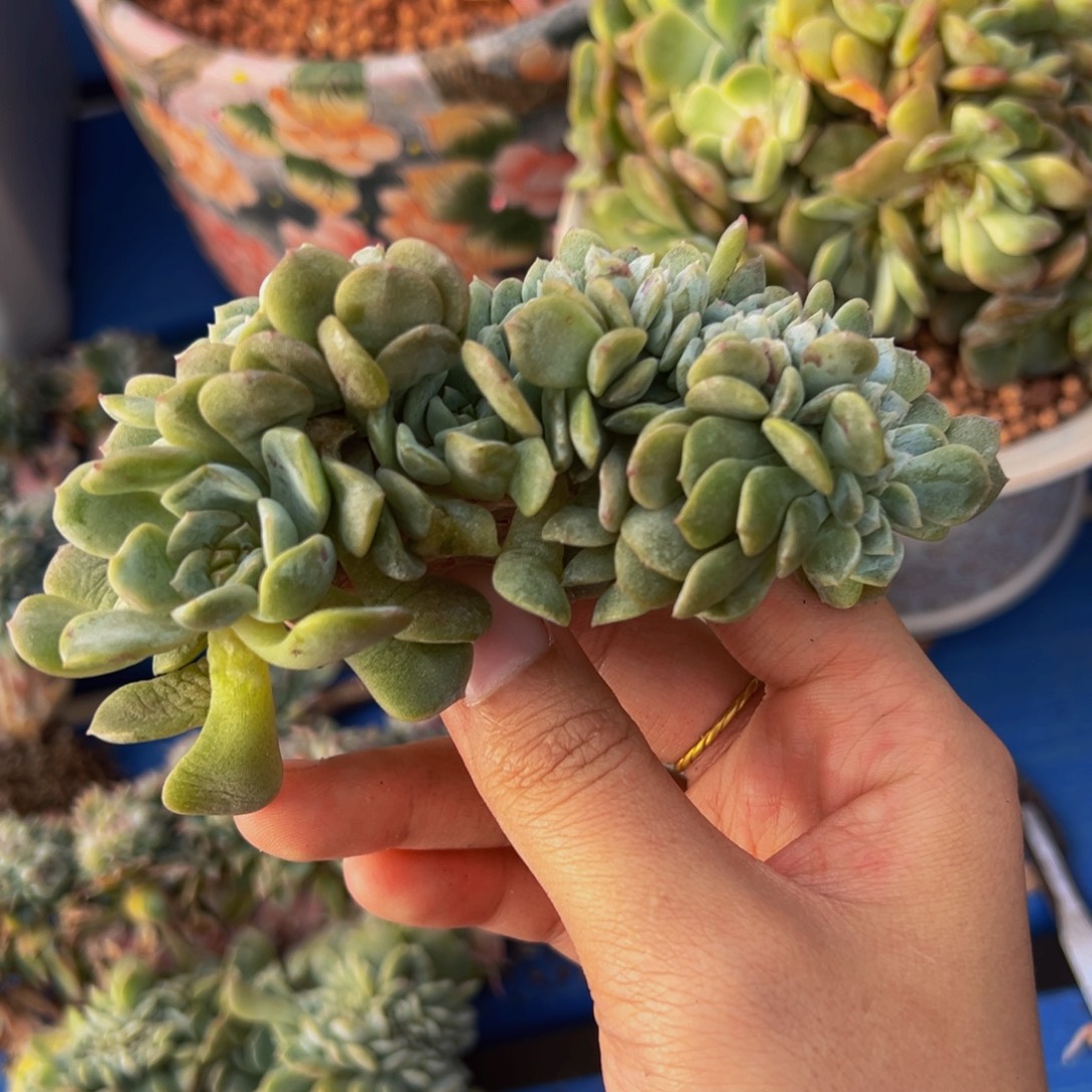 熔晶缀化天天开心