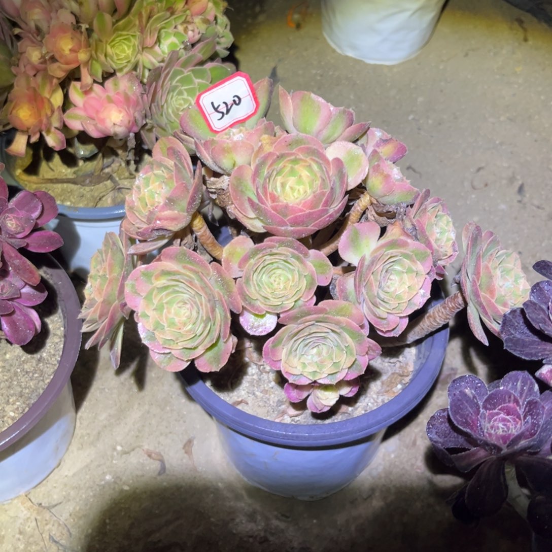 520多肉植物火龙果