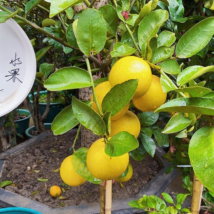 快***羊完全开放果树888888