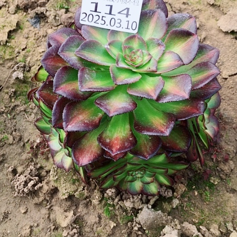 3.10-114海王七彩多肉植物