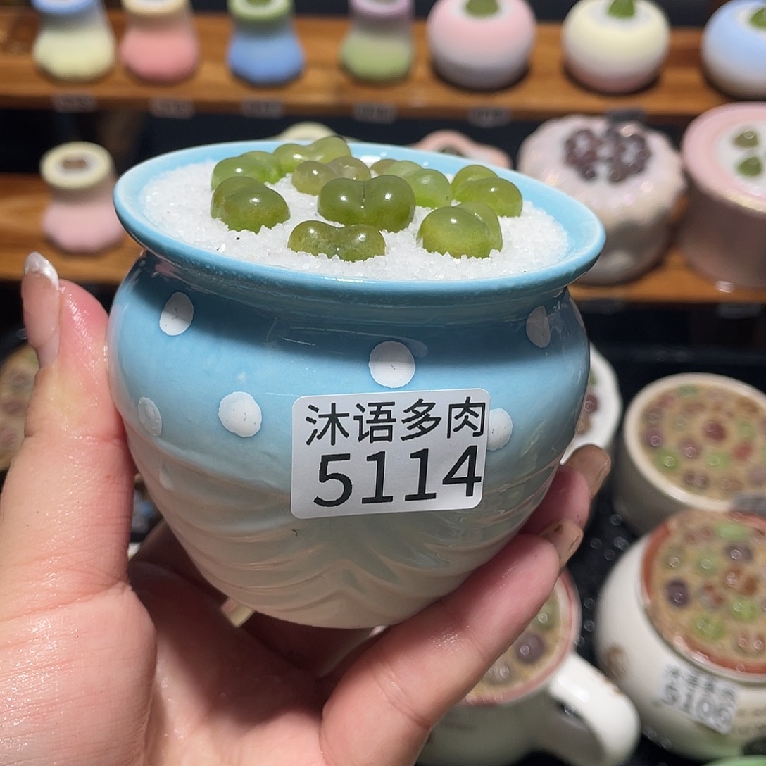 带盆土植物 一物一拍5114