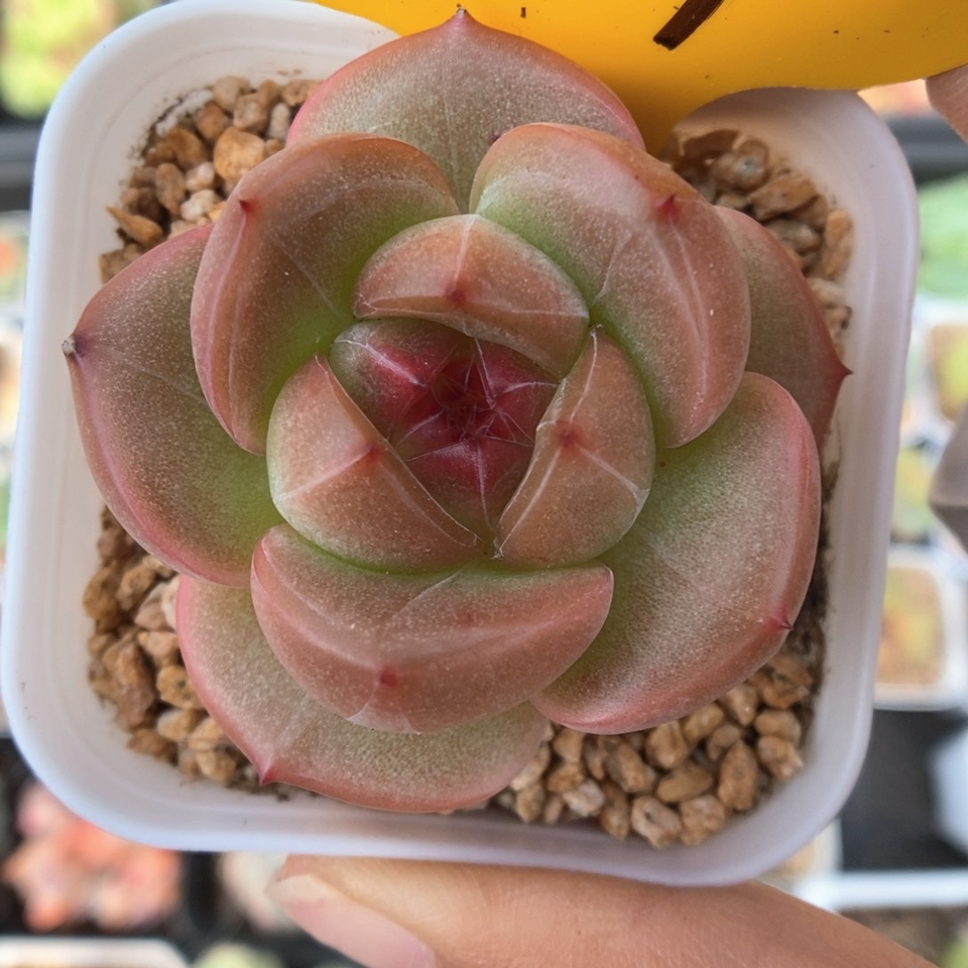 发***橙钻心珍妮619号。     