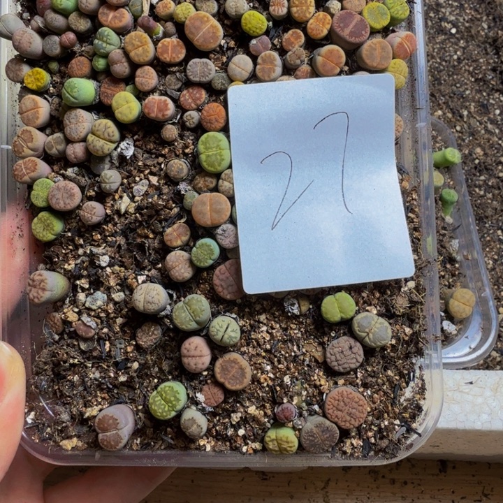 赖***菇多肉植物的生长发育27