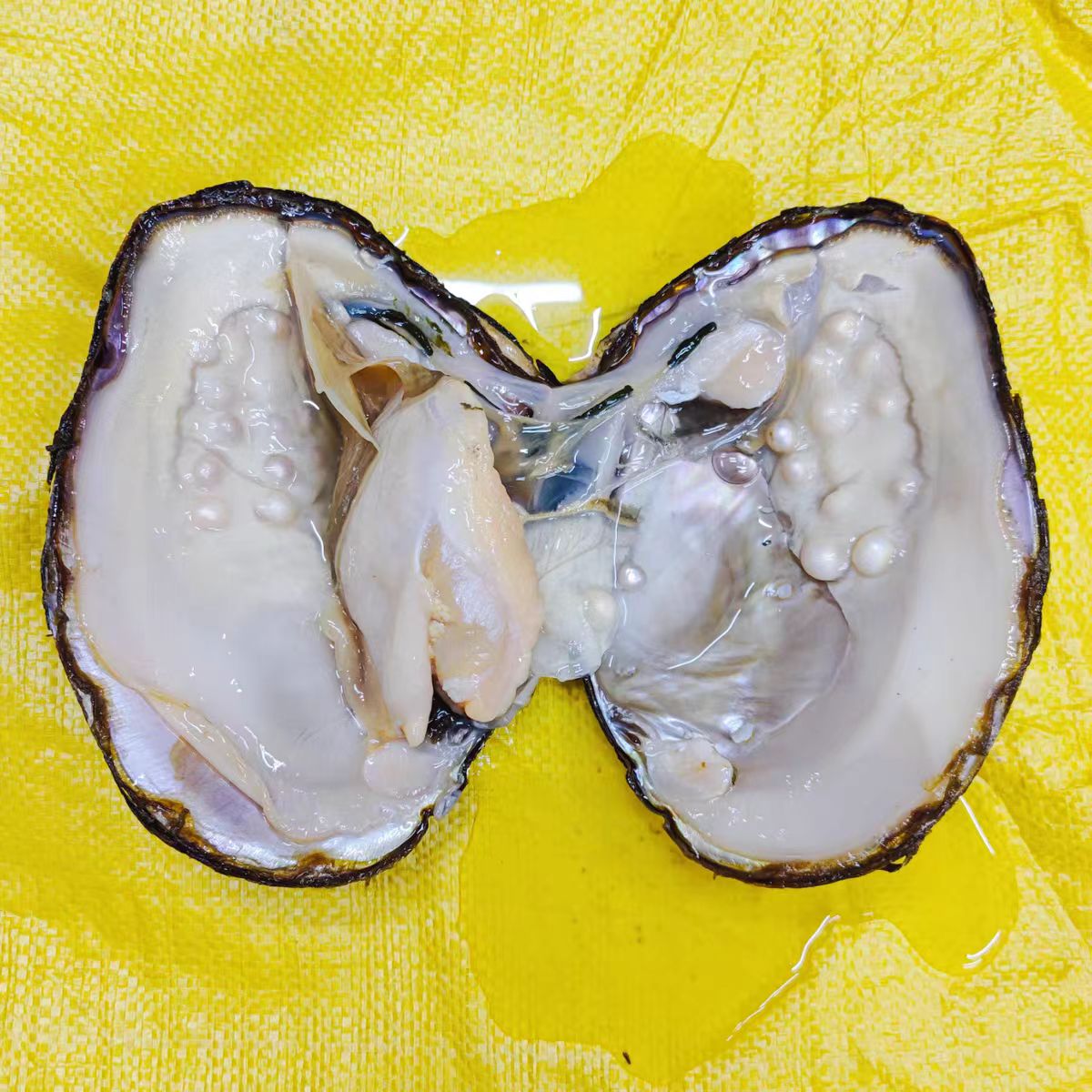 妖王多珠蚌一个 活体开蚌不退不换 拍2单开3个