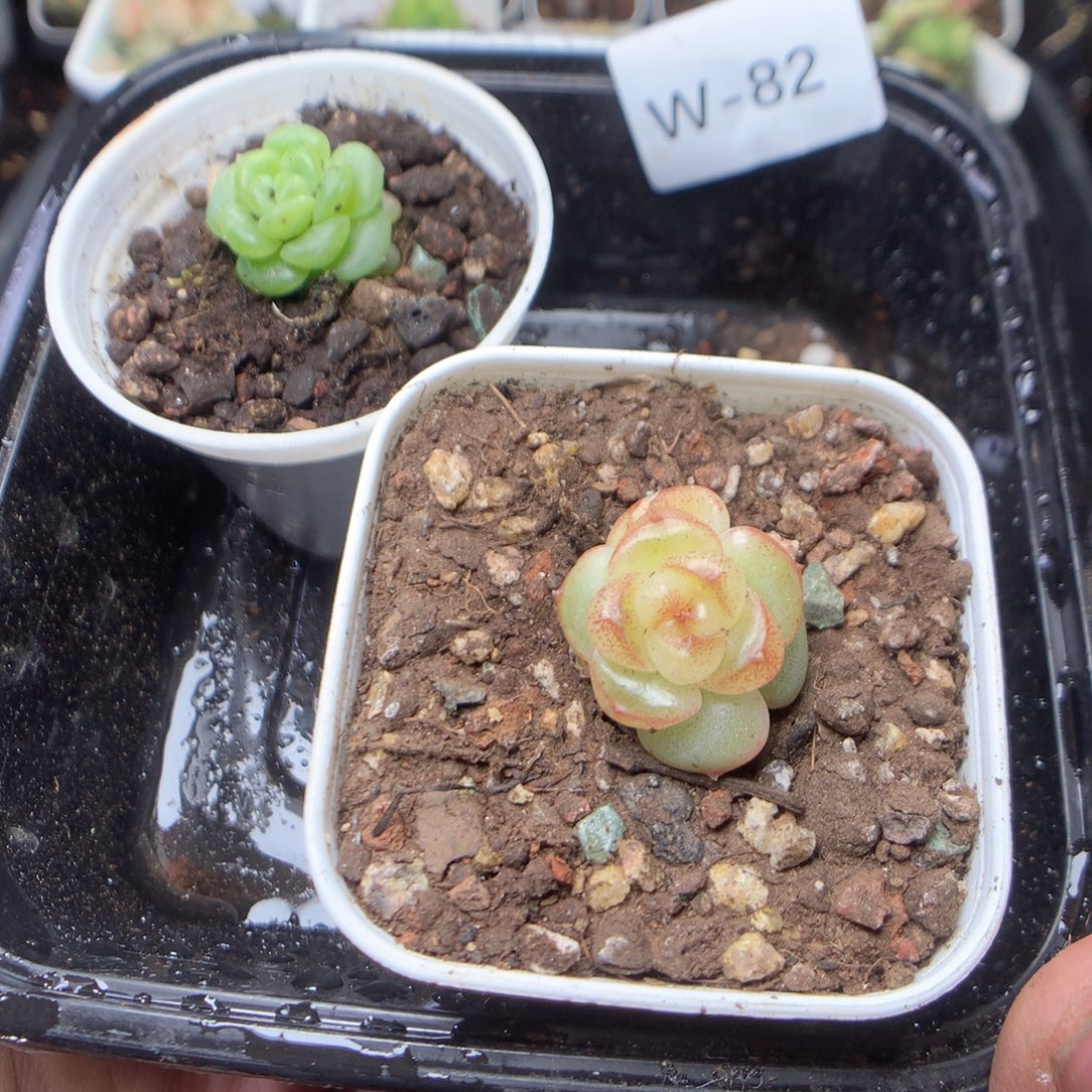 无花朵W82。yyyyyyyy