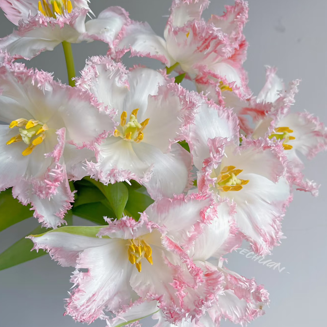 凯瑟琳粉色郁金香  鲜花 云南基地直发 任意两单起发 