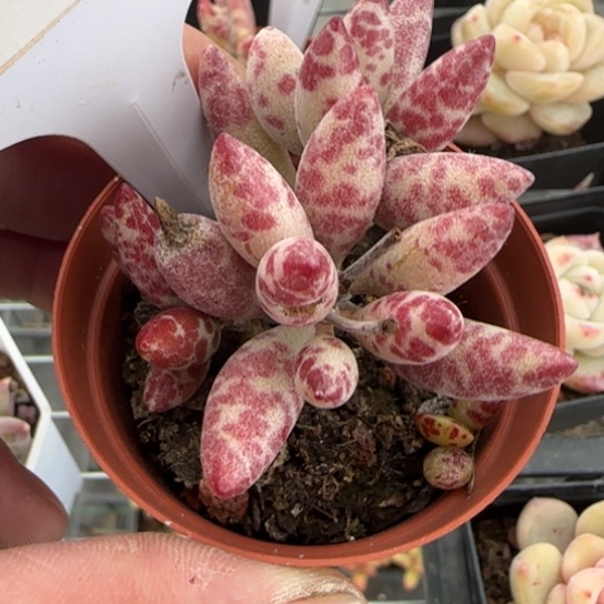 好***～33梅花鹿满18包邮多肉