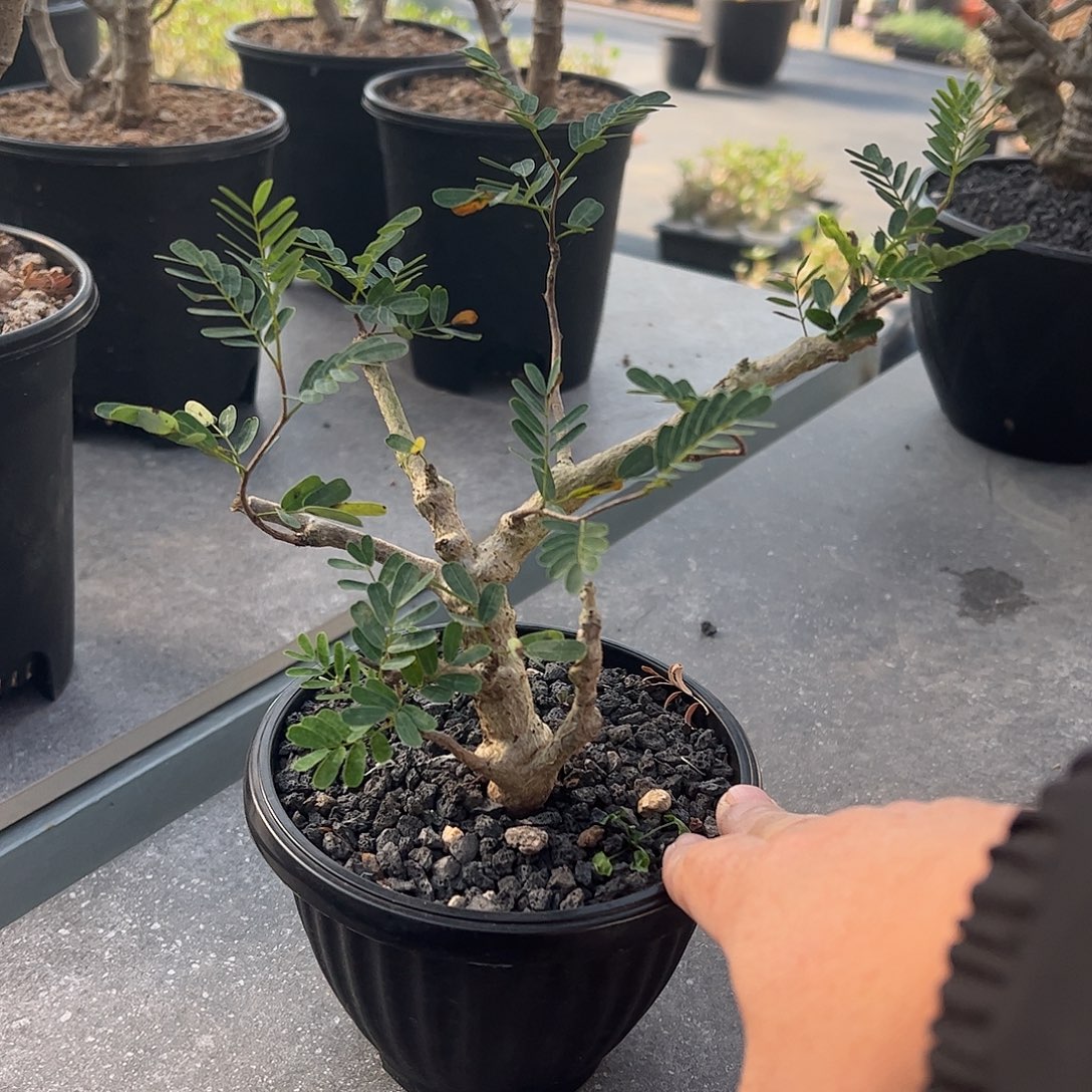 福利沙漠苏木6668888