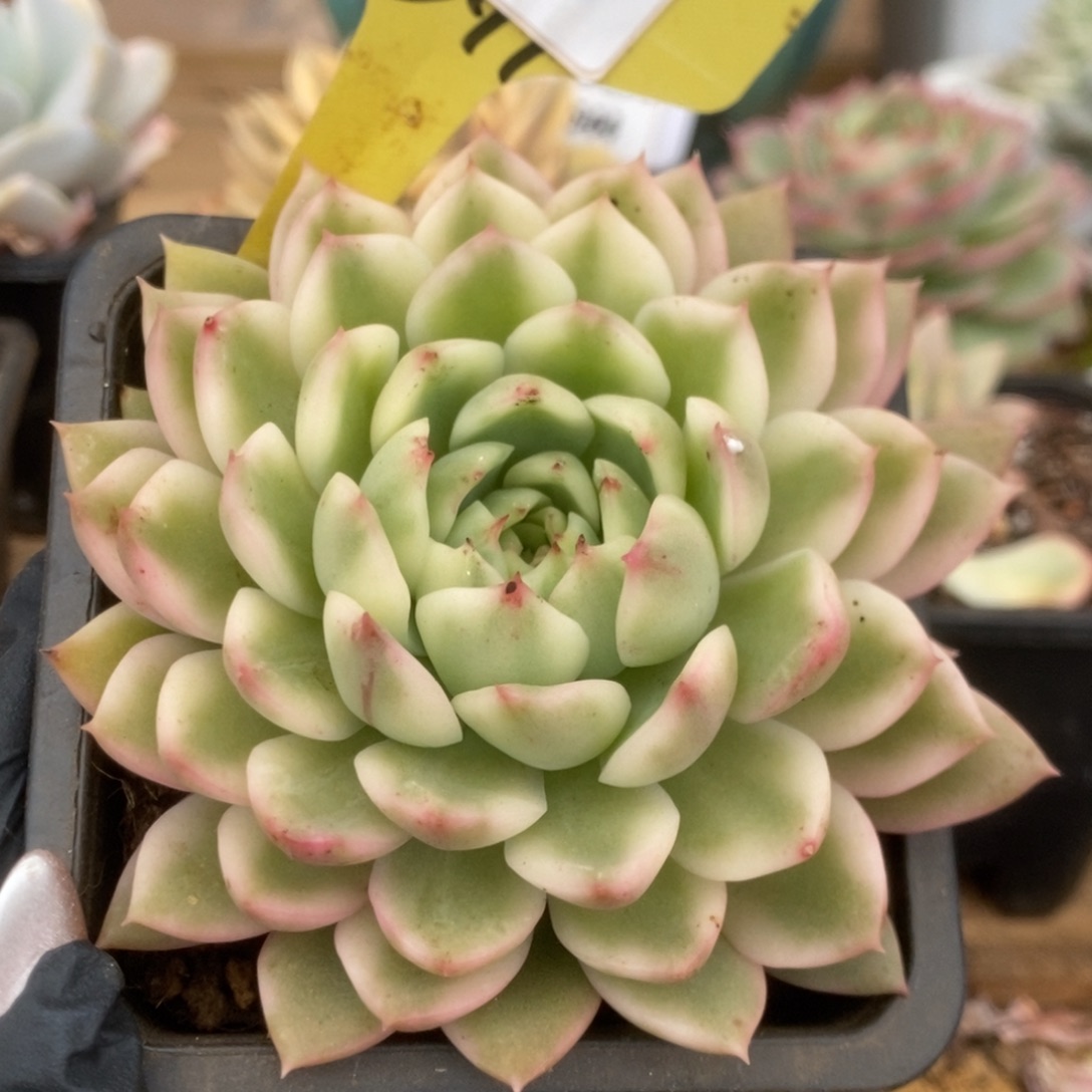 519长岛冰茶锦锦锦锦锦