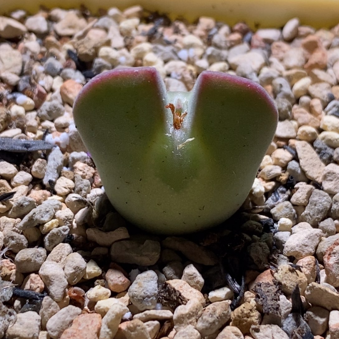 空蝉好看好看好看