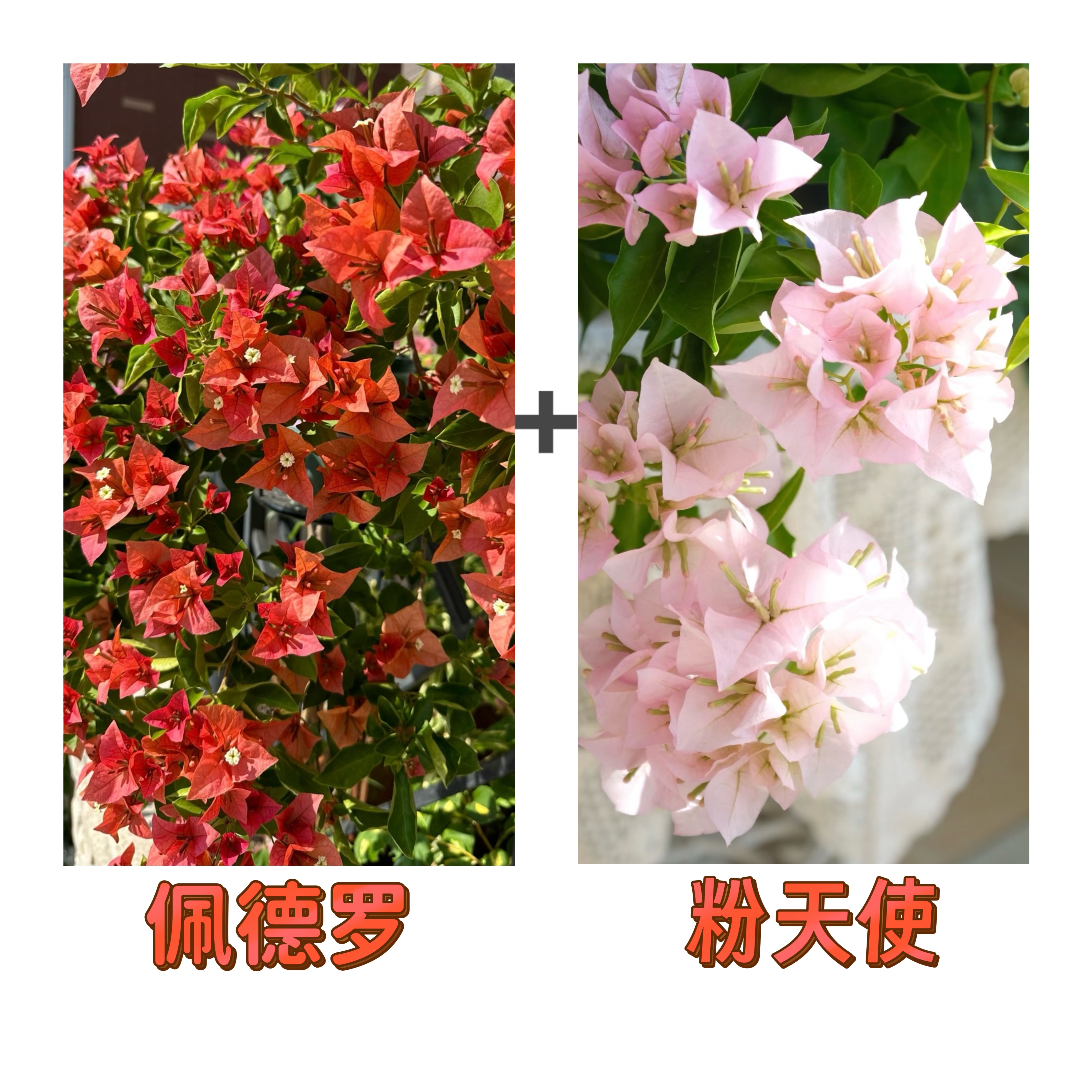 （佩德罗+粉天使）到手2棵 三角梅四季超勤花可飘枝  不带花