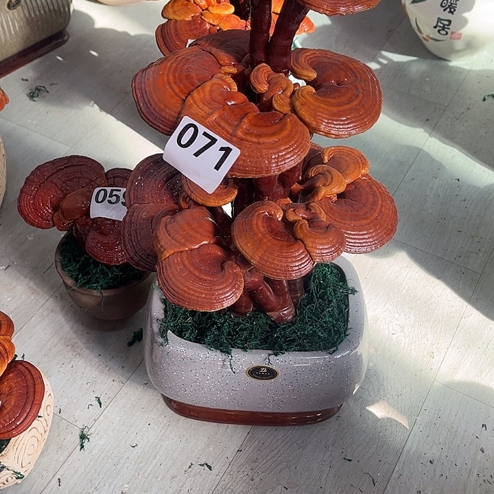 小***弟全部花朵8888888888888888