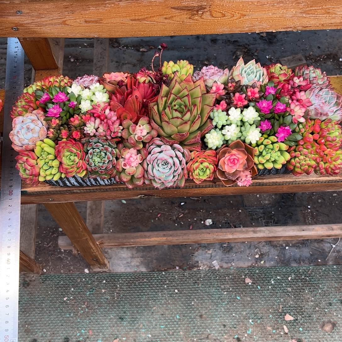 经典大长条花园组合多肉