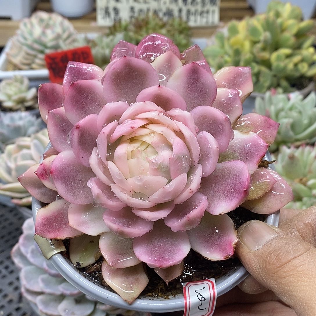 02200 大粉水晶覆轮锦