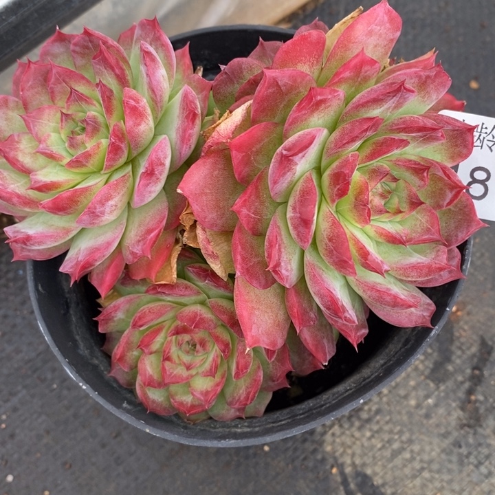 1877杂交老桩基地～12厘米