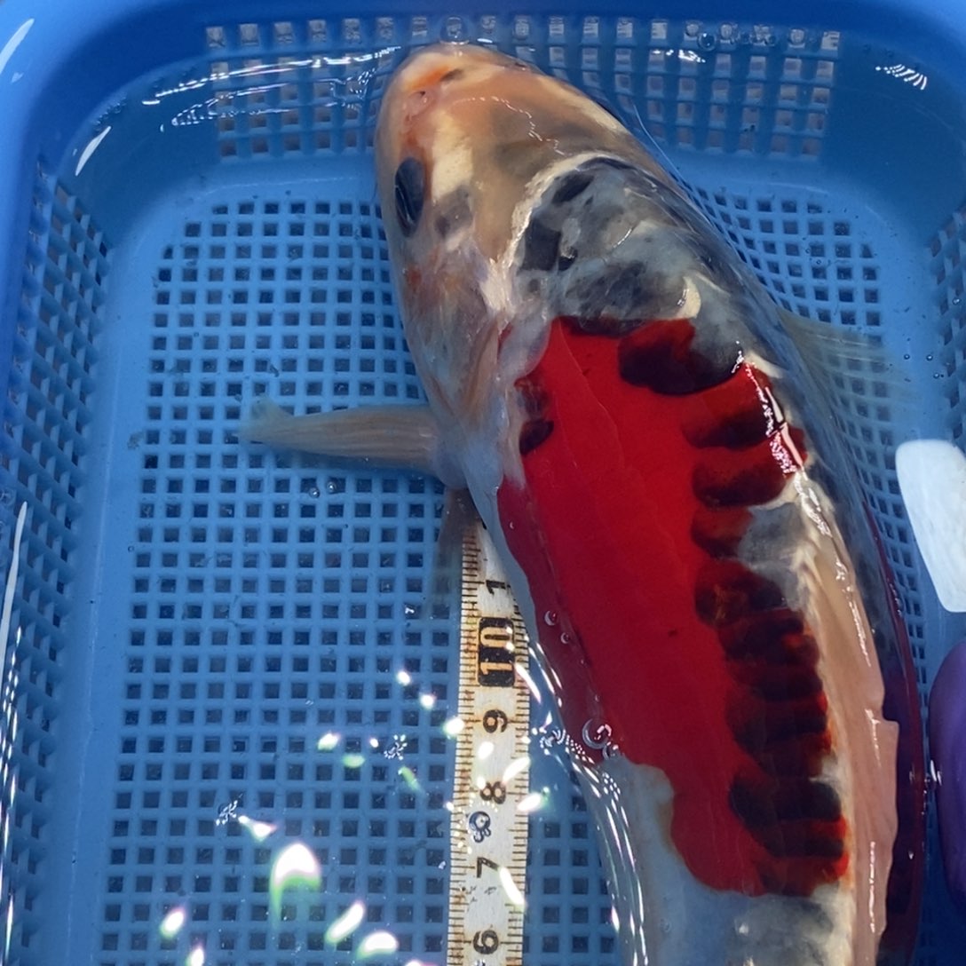 锦鲤冷水锦鲤包邮