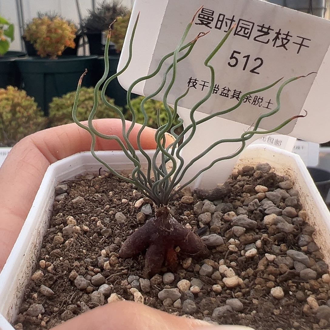 512号方便面弹12.12多肉