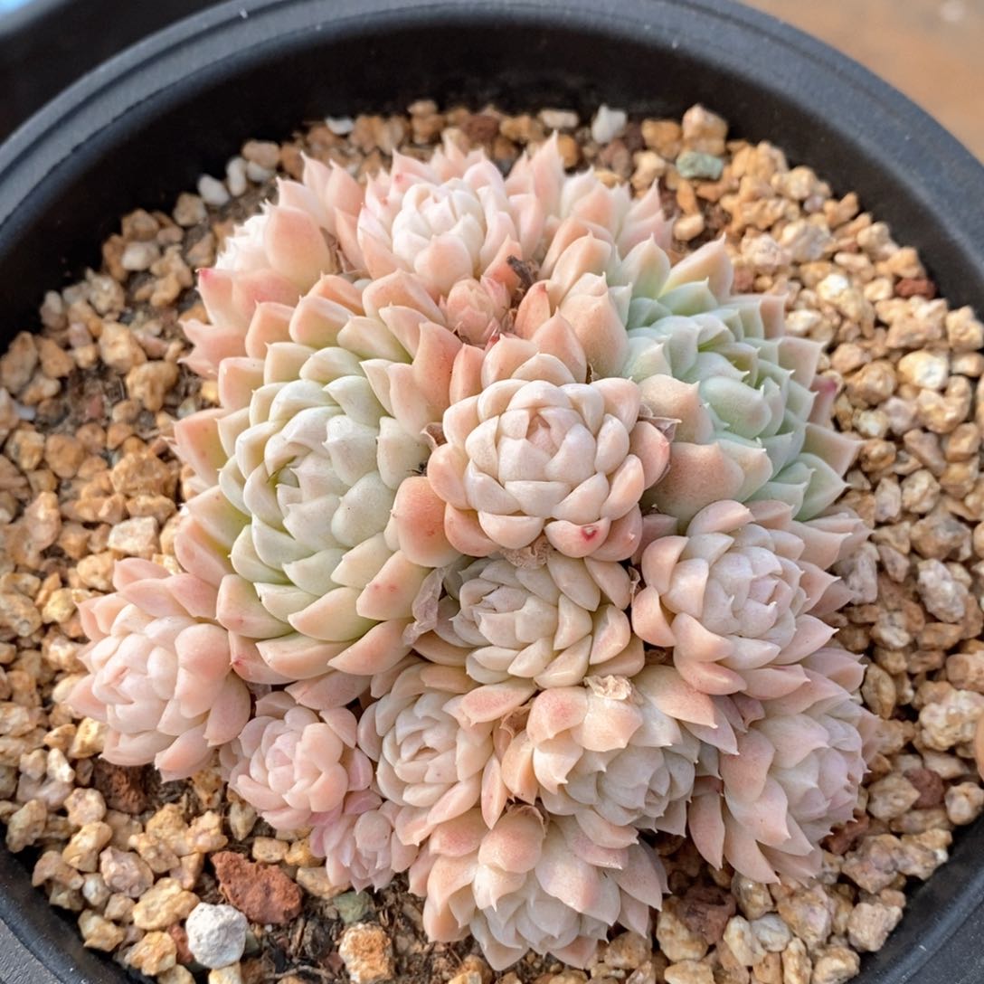 精品多肉一物一拍不包整76