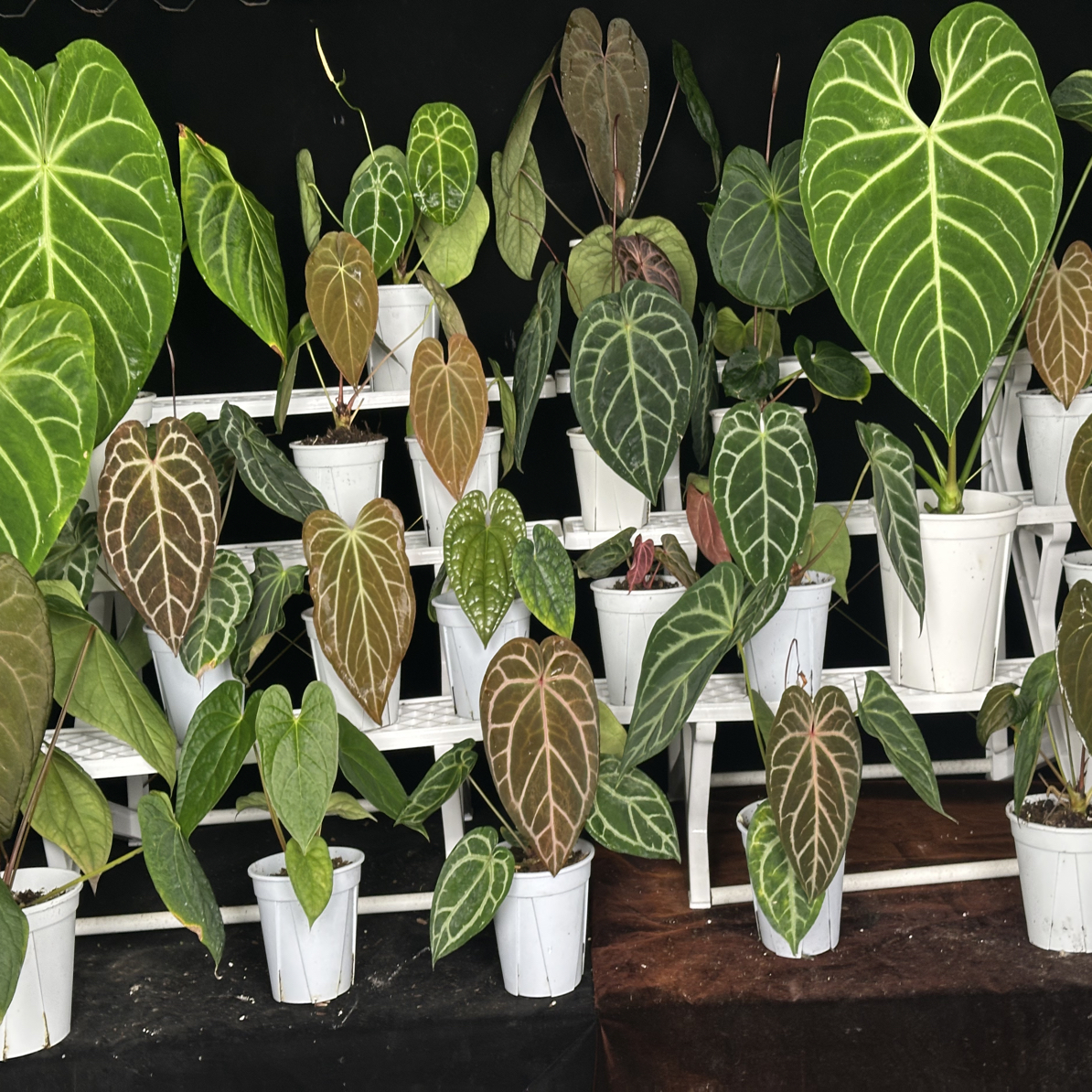 一物一拍直播链接