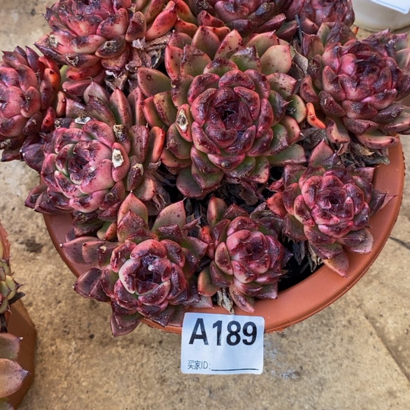 【闪购商品】陆*子多肉植物