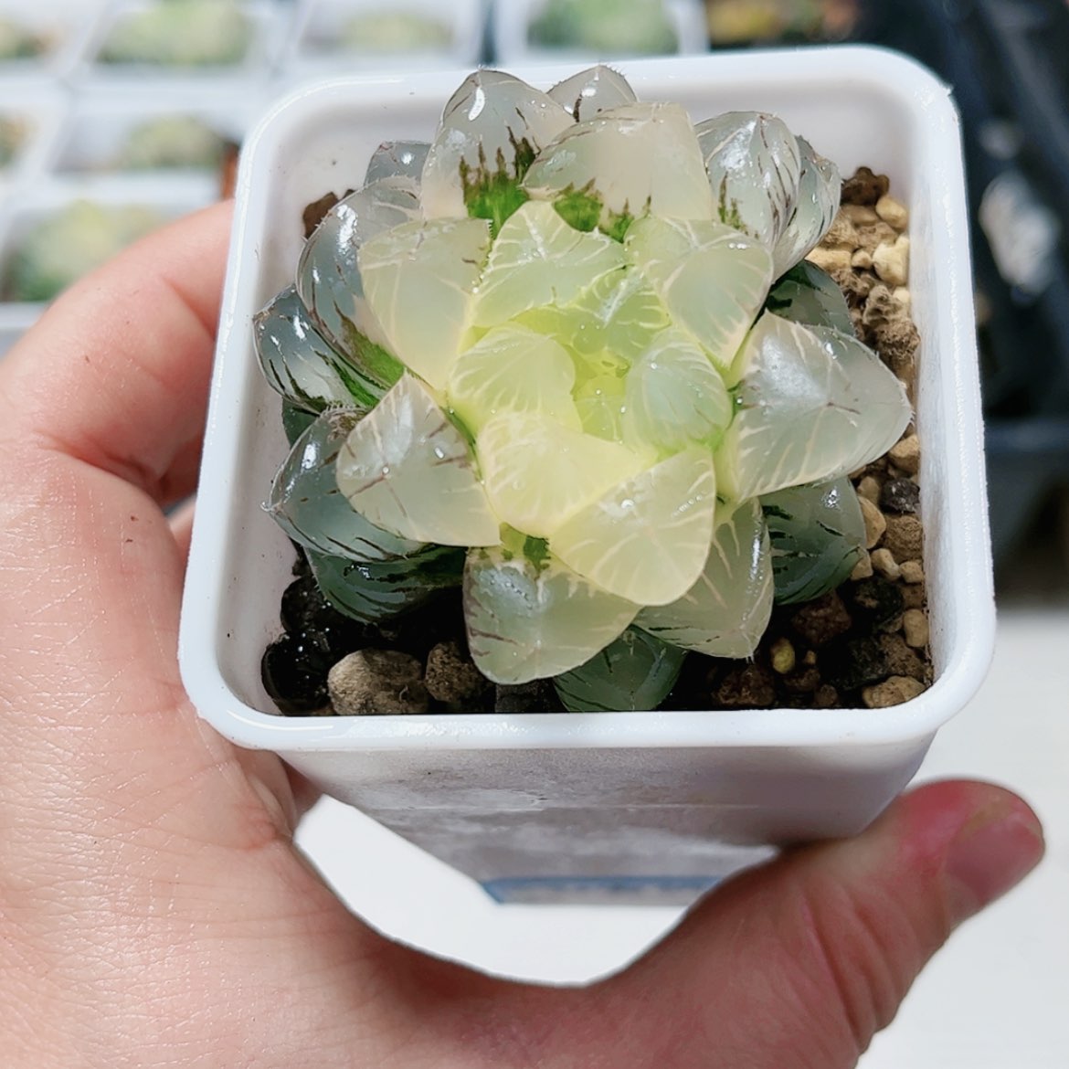 【闪购商品】实生玉露锦