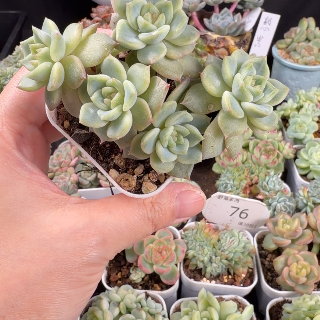 乌拉拉月恒c五头群77号