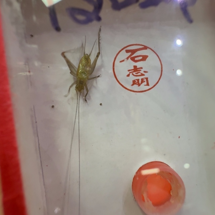 蟋蟀漂亮汊口一只合适