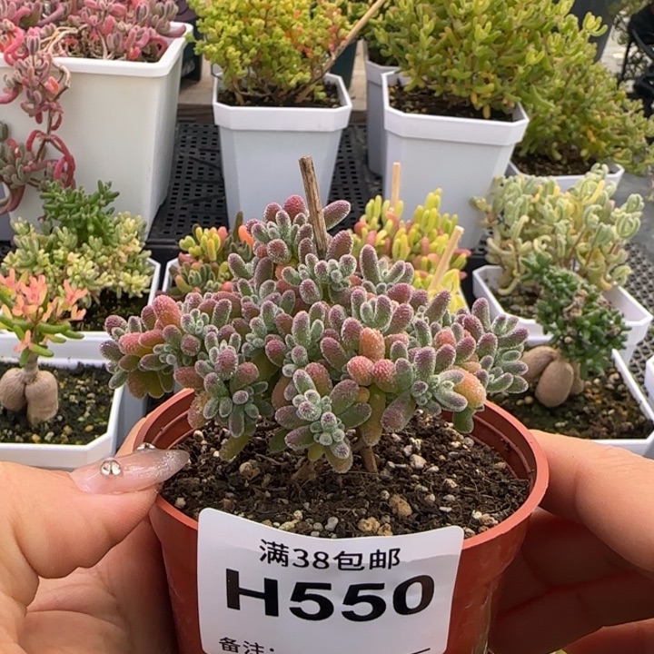 550-冰晶个体-紫色