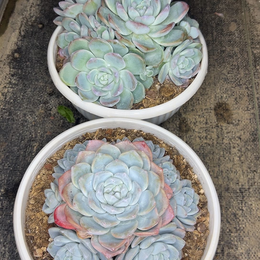 郁***仔2颗冰玉手捧，一物一拍