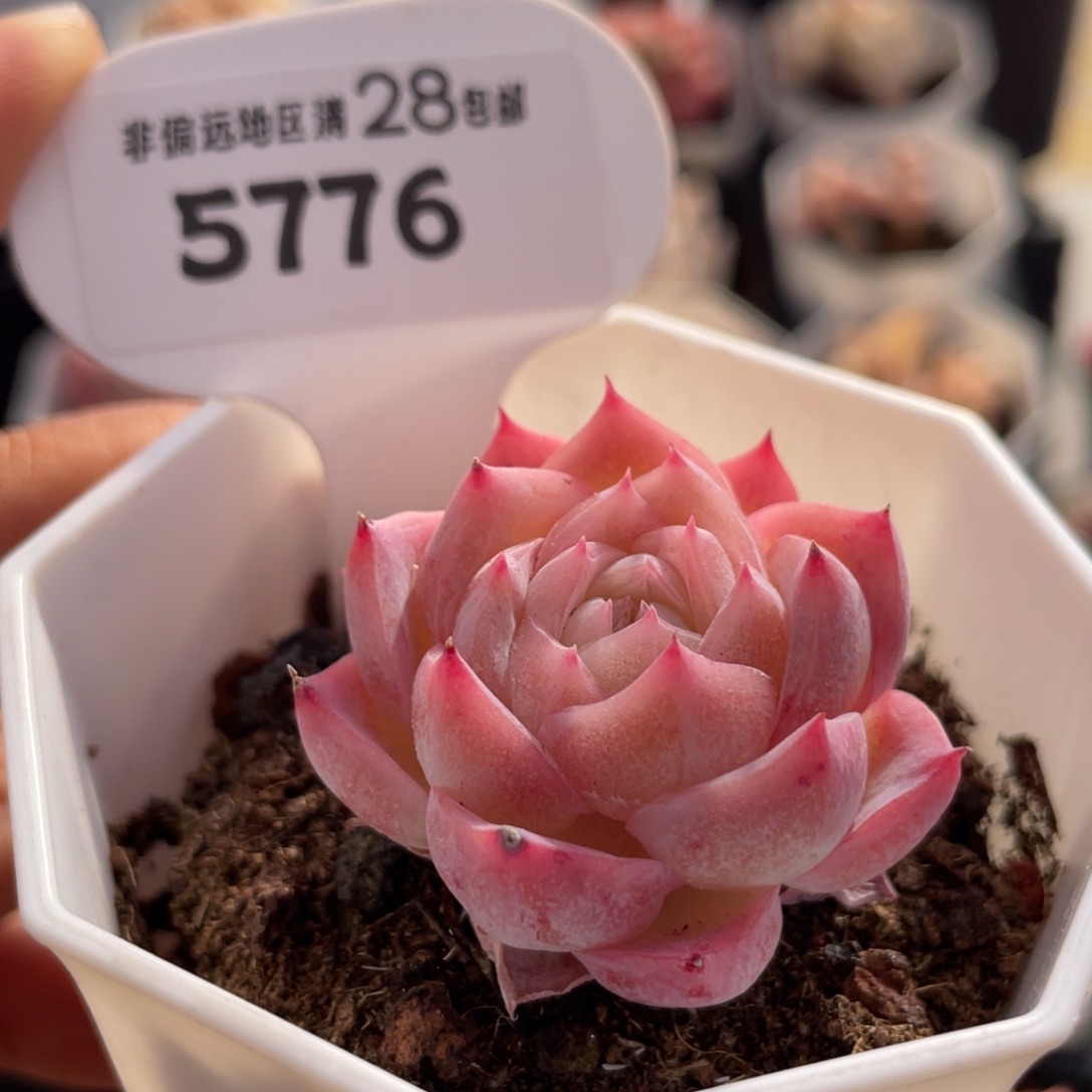 冰雪女王5776-3.8厘米