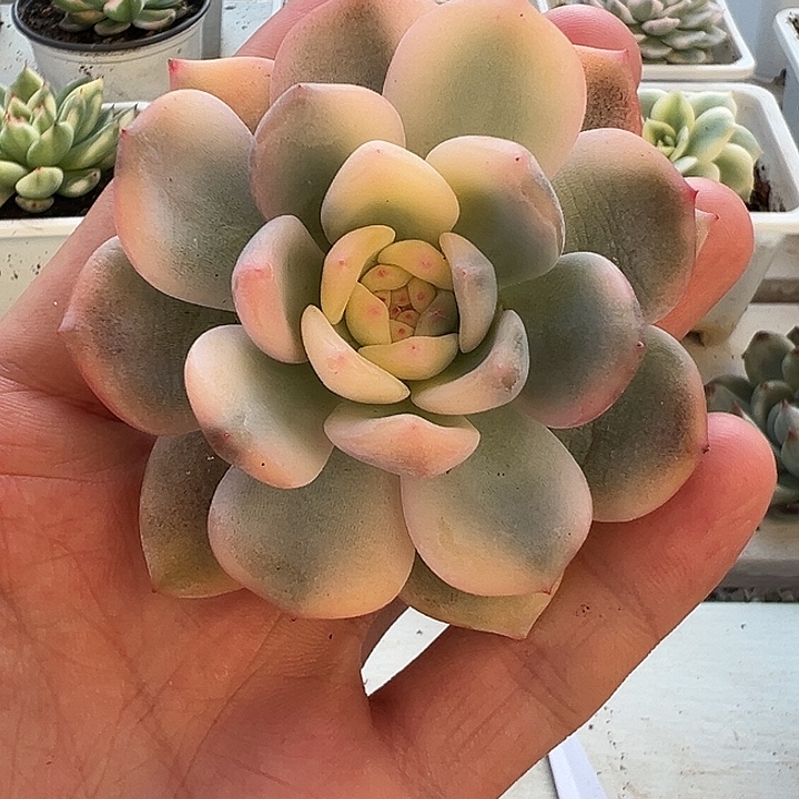 橙梦露锦多肉植物
