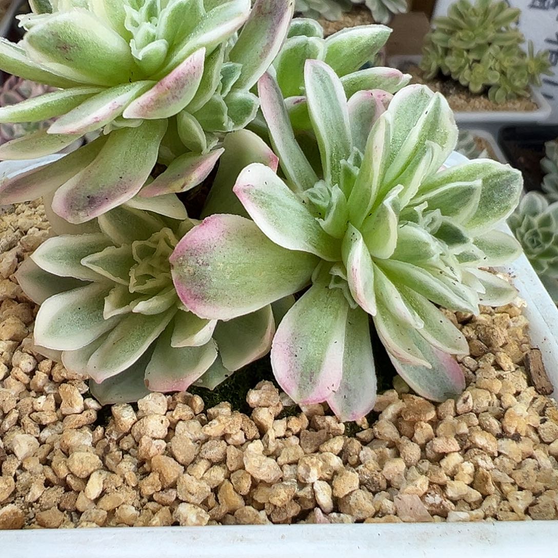 山地玫瑰锦秋夕1478号