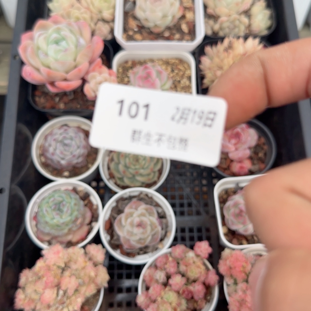 框拍框拍0219-101