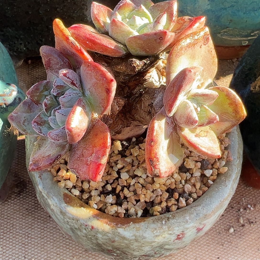 7598泡西弗洛拉苹果叶仙女杯