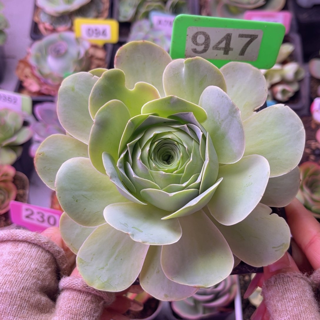 山地玫瑰一物一拍100会员福利947