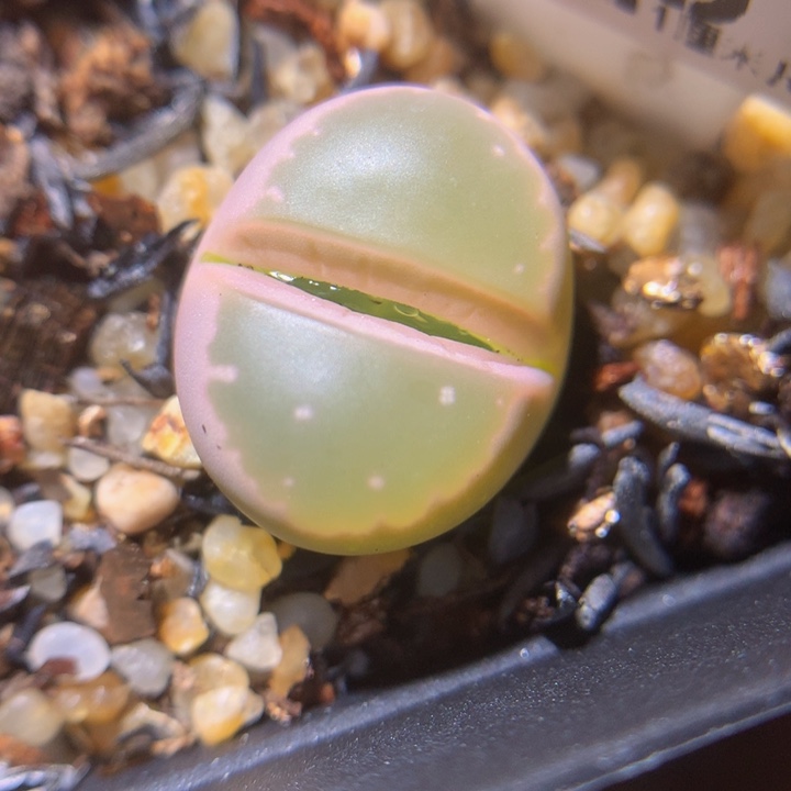 精品生生石花311.548