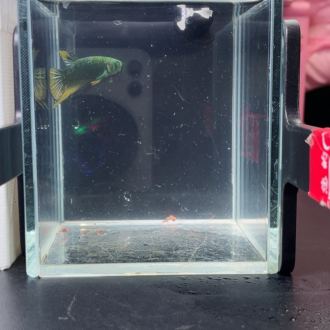 斗鱼37号97早绿武士