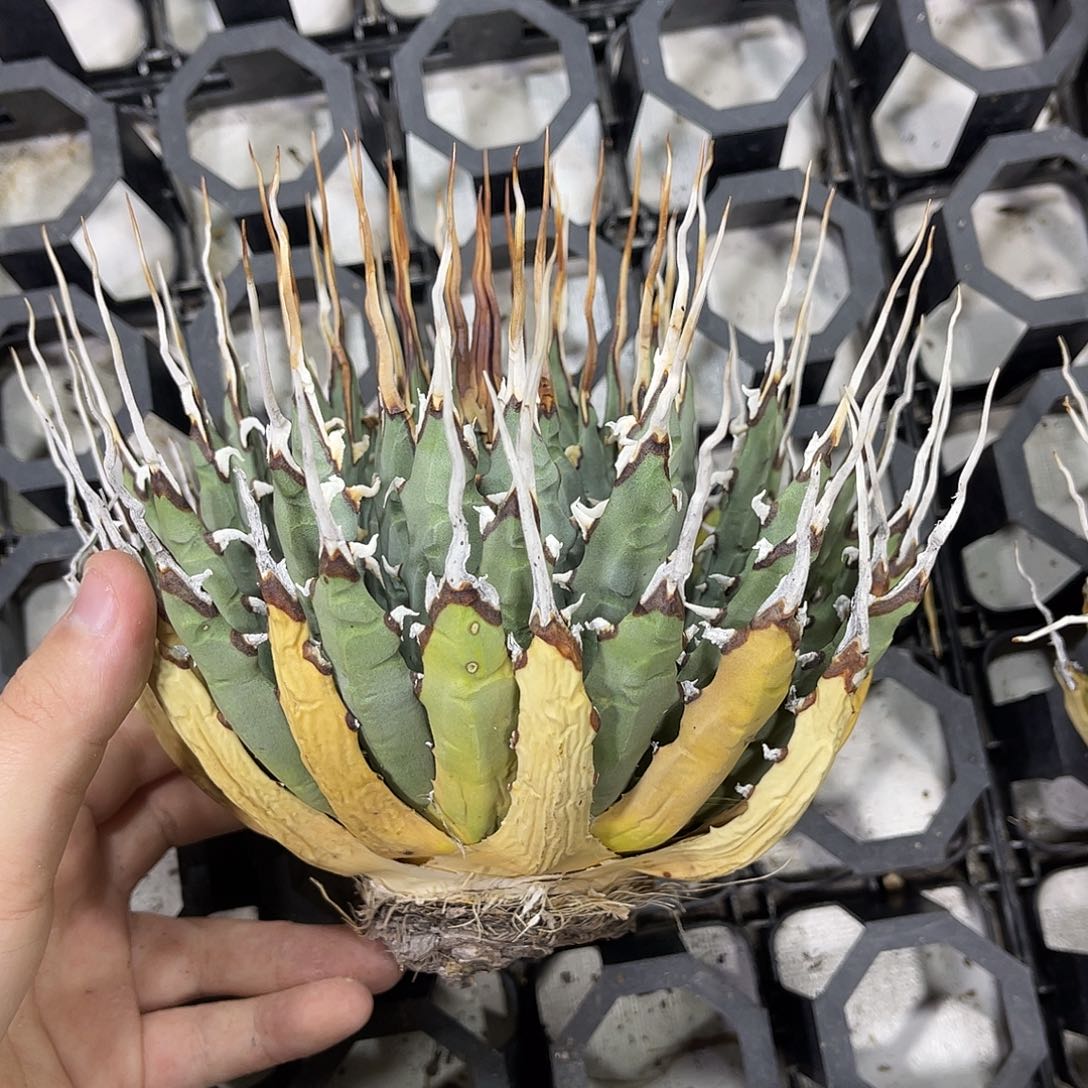 生桩妖炎好养好价