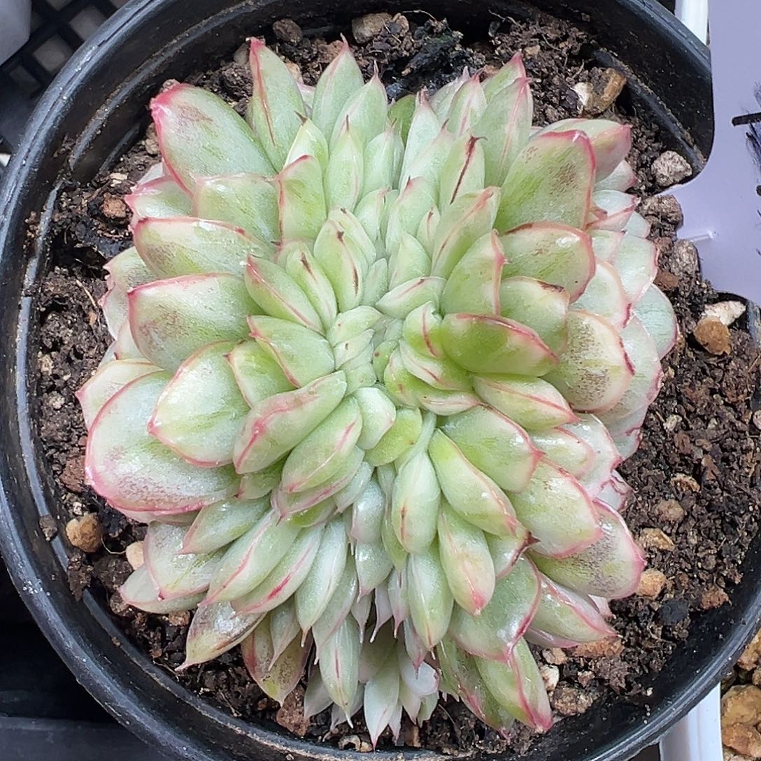 麦秆锦缀多肉植物