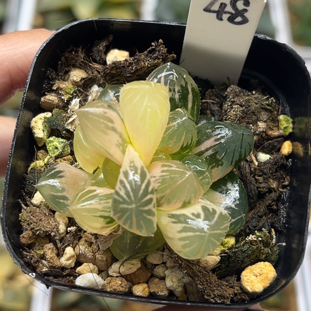 48双头龙爪玉露锦（糊斑➕糊斑趋势）福利专场