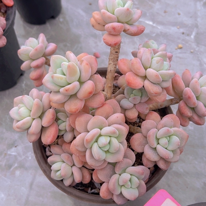 健健康康平平安安