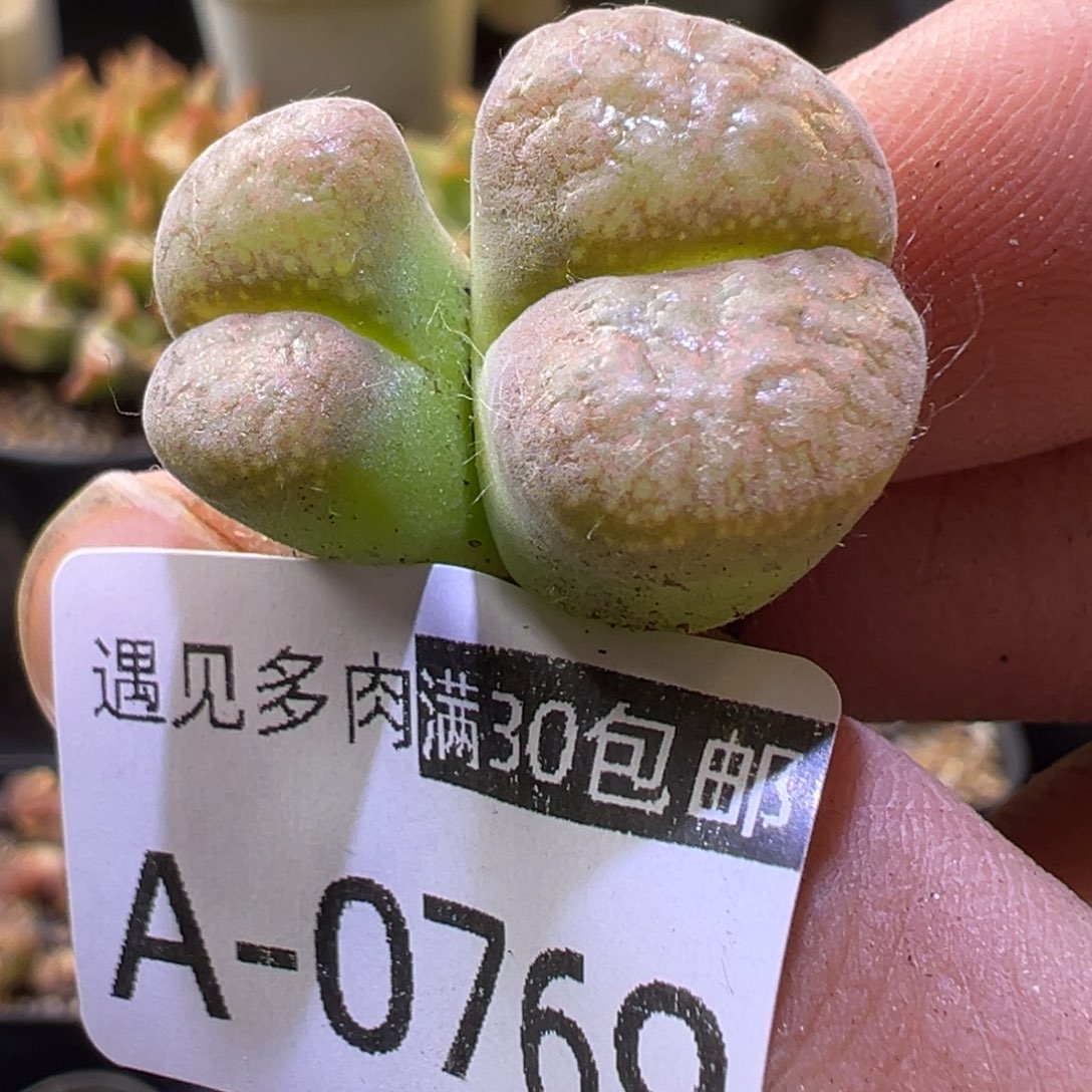 肉锥植物1111111111111111