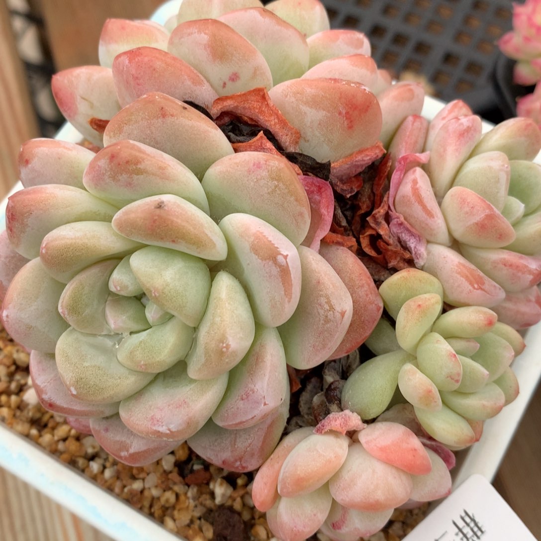 0128-13 6头老桩冰玉