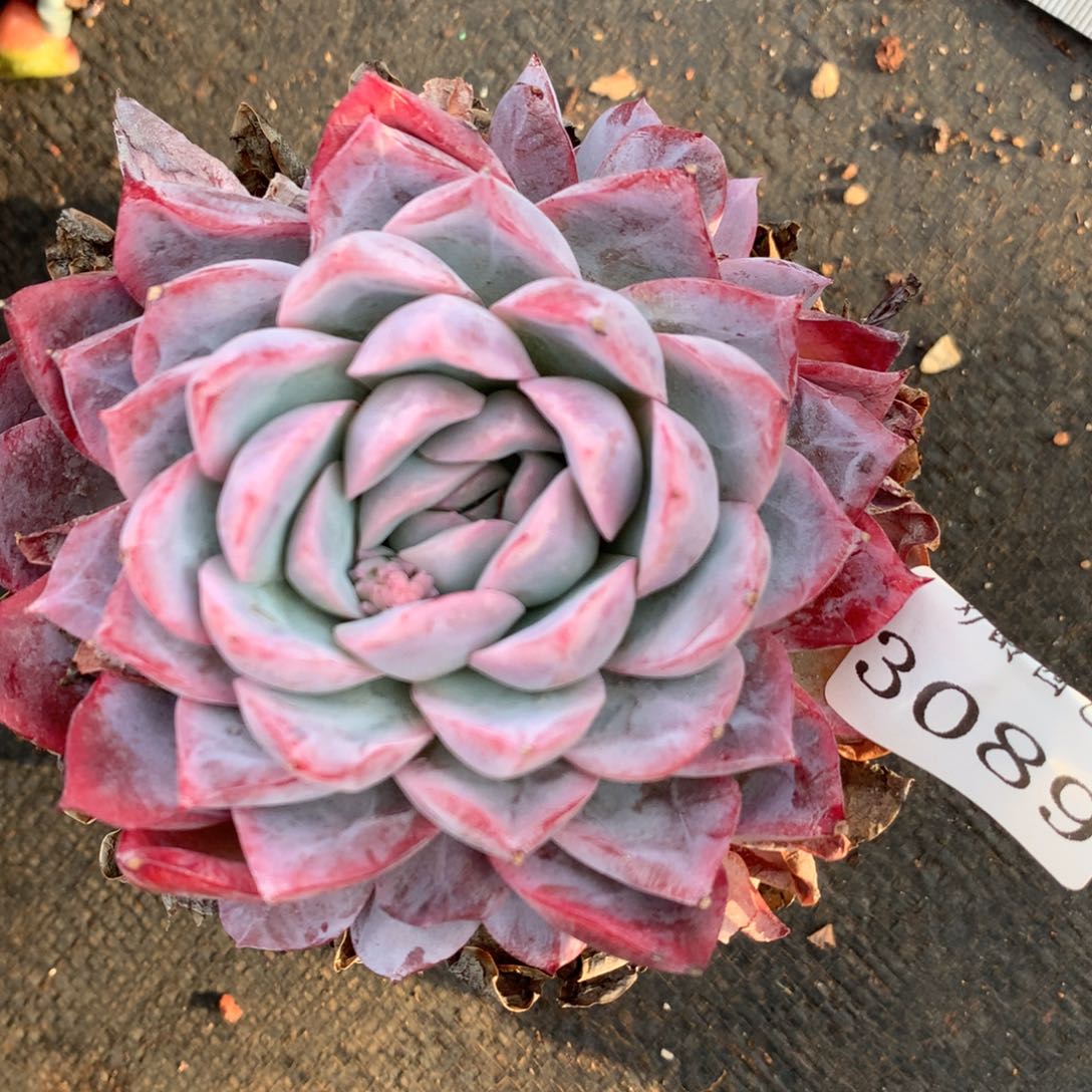 3089杂交精品基地9厘米