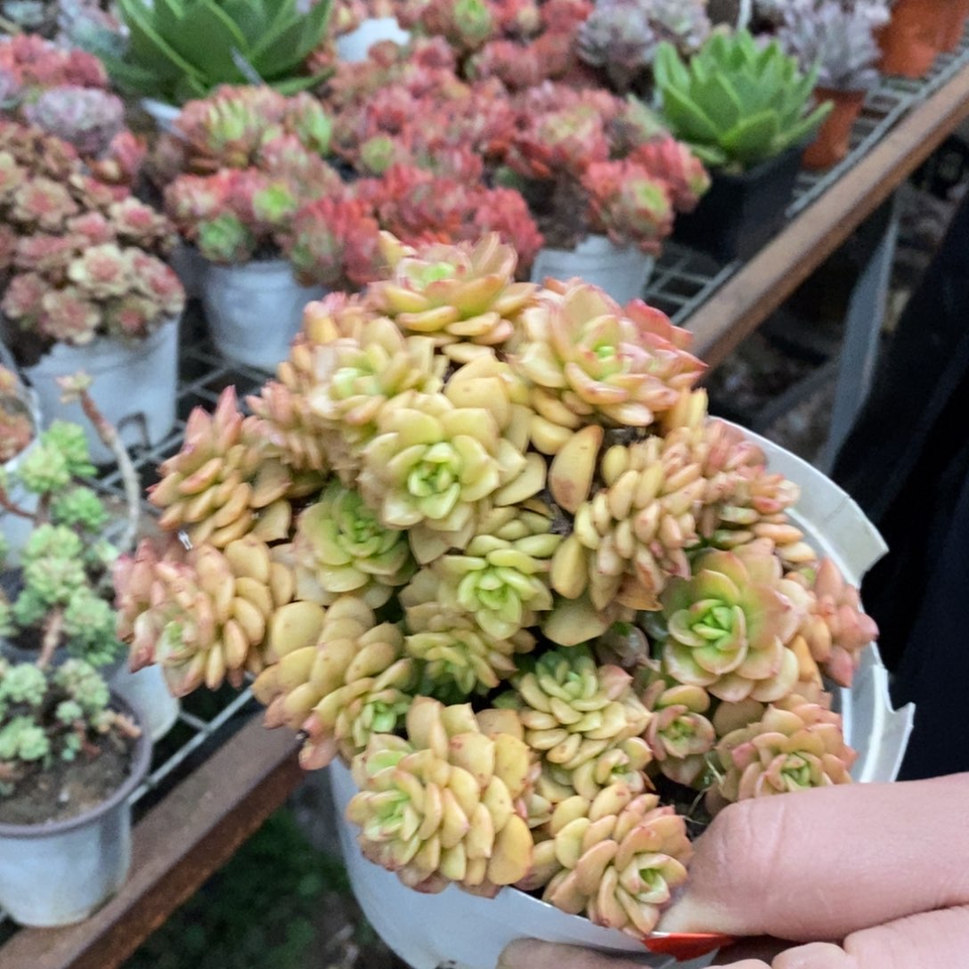 蜡牡丹整桩无砍老桩