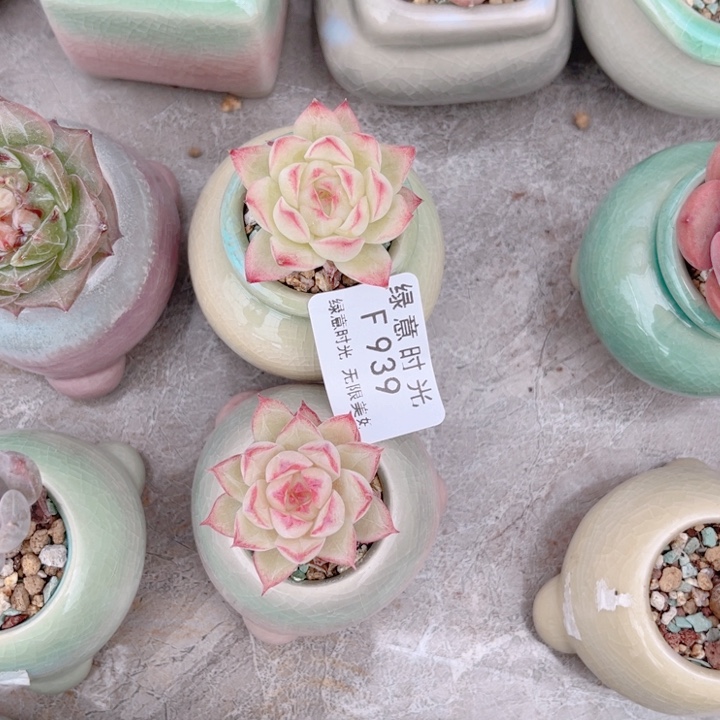 939 两颗 带陶瓷盆发货 满28包邮