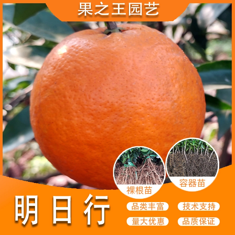 果之王【明日行】盆栽地栽正宗嫁接产量高晚熟南北耐寒柑橘苗