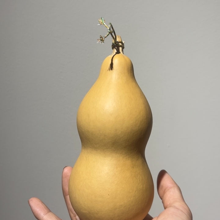 *****天然新皮本长葫芦