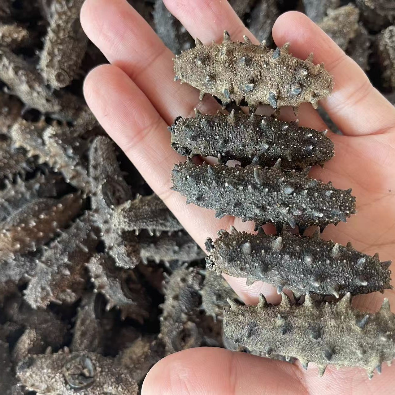 大连沙山国标一级海参深水海区货高涨发淡干海参