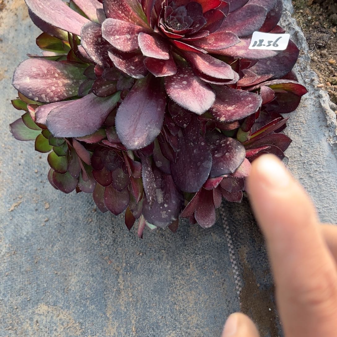 56黑美人多肉植物山东省1颗